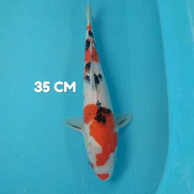 Sanke kucibeni 35 cm HQ