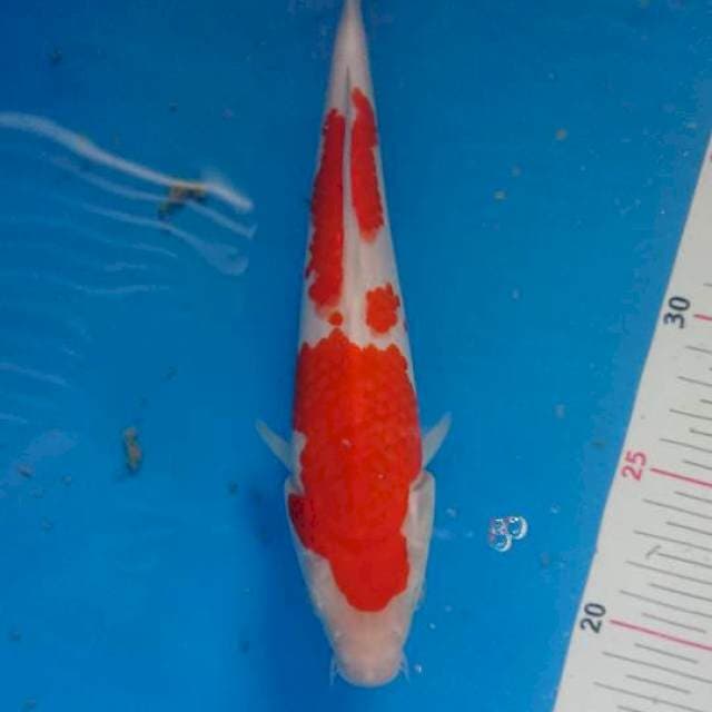 Kohaku 22cm