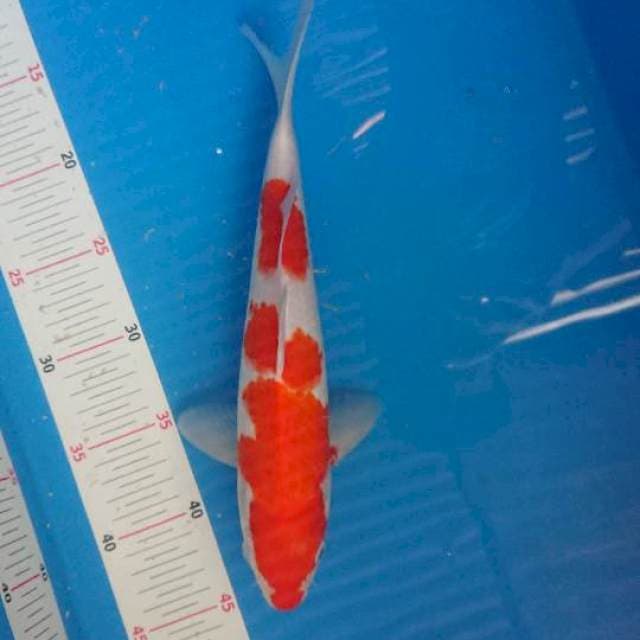 Kohaku 30cm