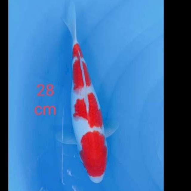Kohaku kwalitas putih 28 cm