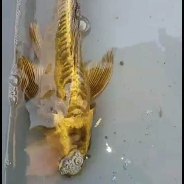 Kiko aragoke kumpay 26cm