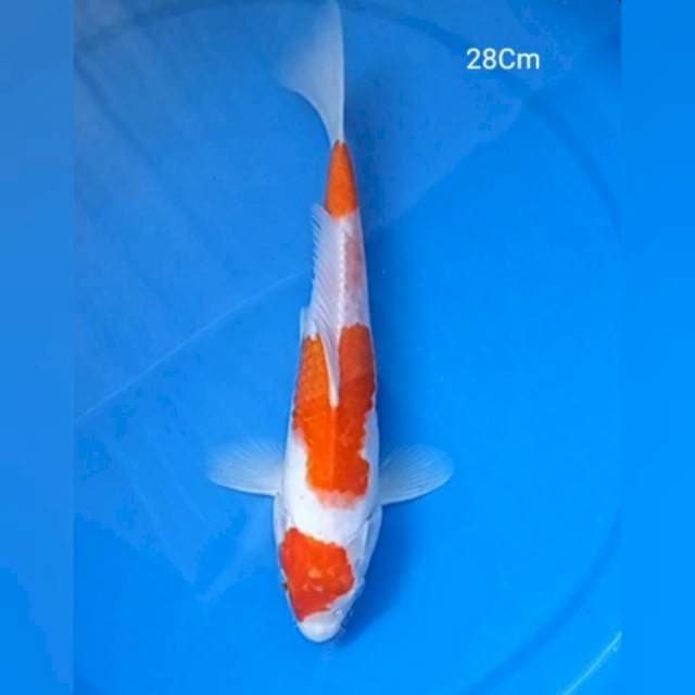 Maruten Kohaku