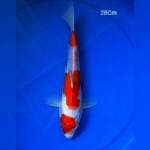 Maruten Kohaku
