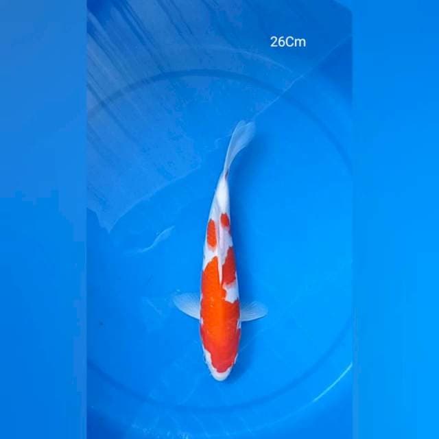 KOHAKU 26CM