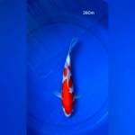 KOHAKU 26CM