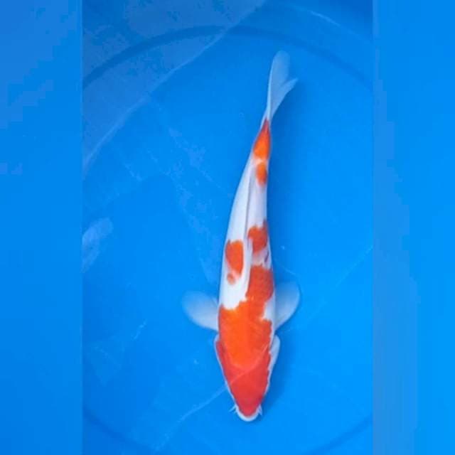 KOHAKU 28CM