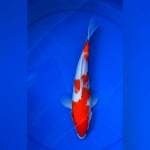 KOHAKU 28CM
