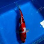 Showa ,30cm