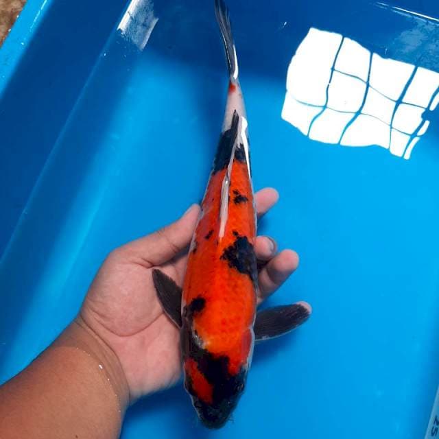 Shiro ,27cm