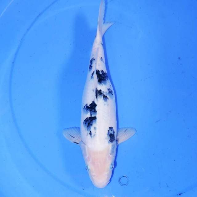 30cm BEKKO