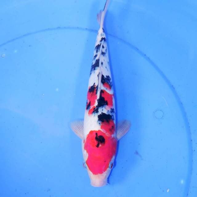 29cm SANKE