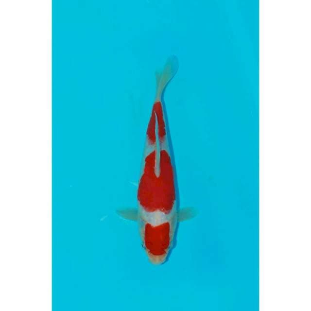 Kohaku red 23 cm M 