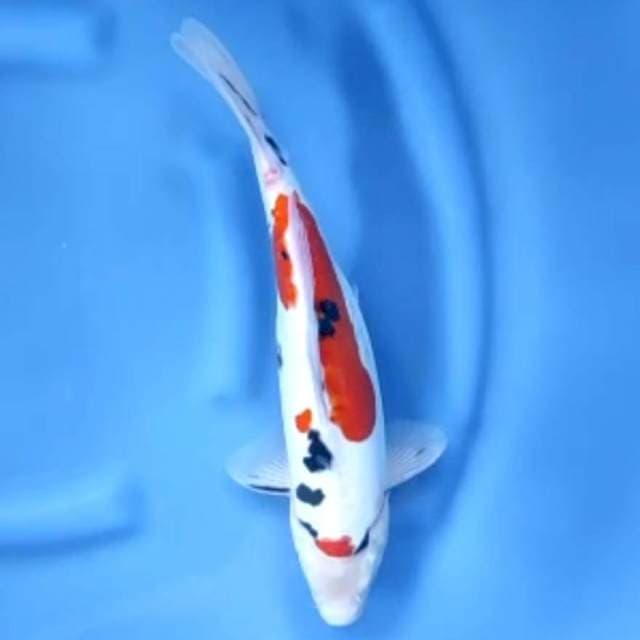 11. Sanke Doitsu // 36 cm