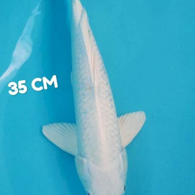 Platinum putih bersih 35 cm