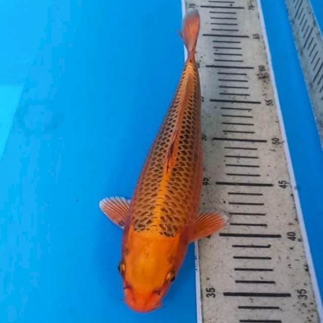 Matsuba 30cm