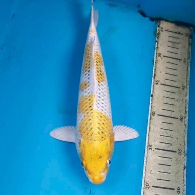 Hariwake 28cm
