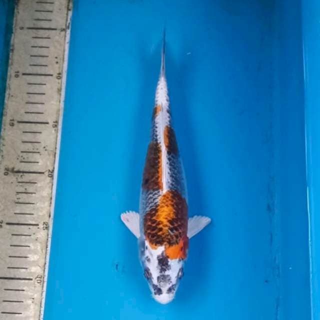 Gingga 26cm