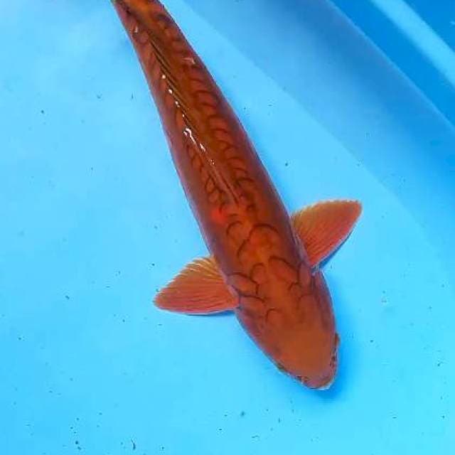 Jumbo aragoke male 44 cm