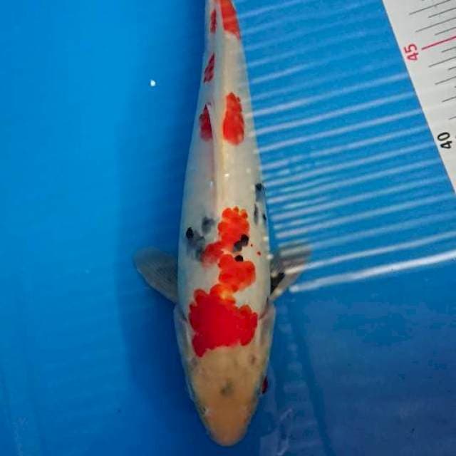 Kindai showa 28cm