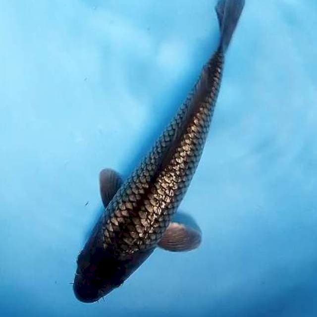 Soragoi ginrin 31 cm