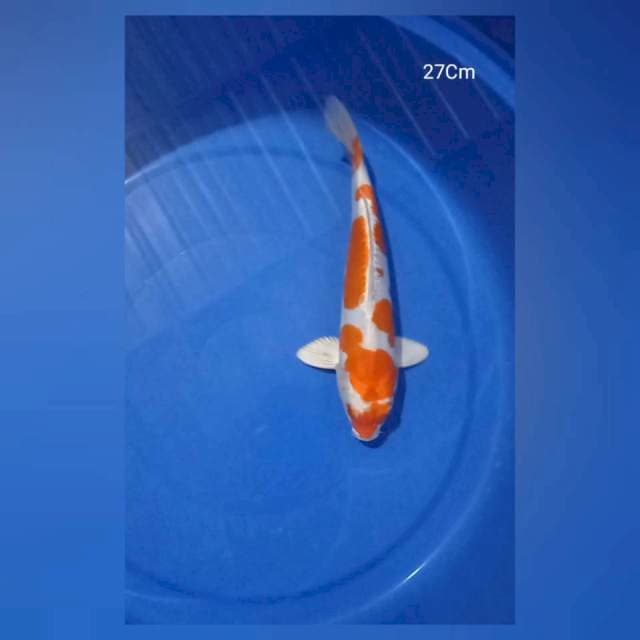 Kikushui 27Cm
