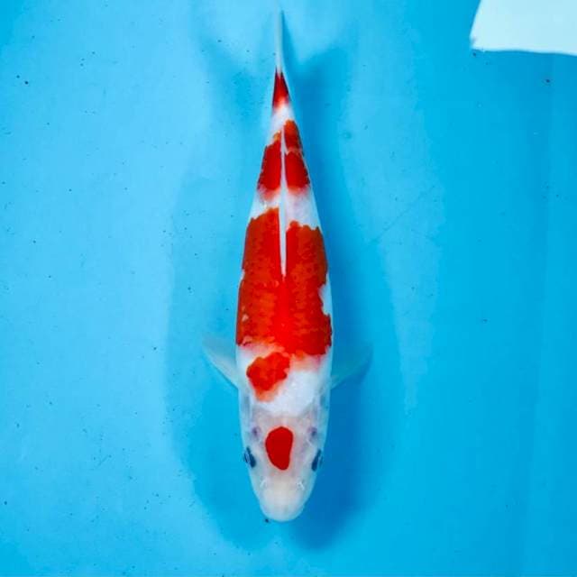 Kohaku, 26 cm