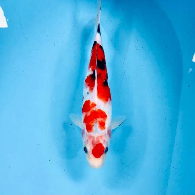 Sanke, 27 cm