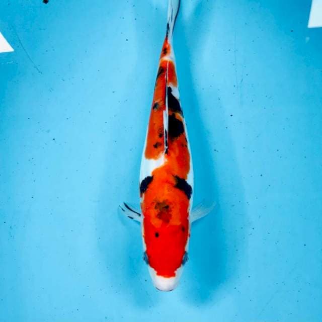 Doitsu, 25 cm