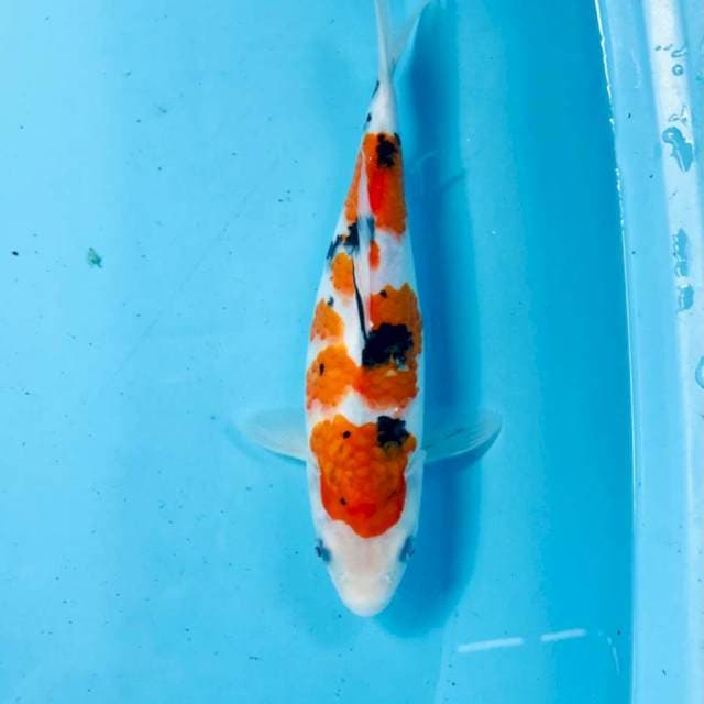 Sanke, 26 cm