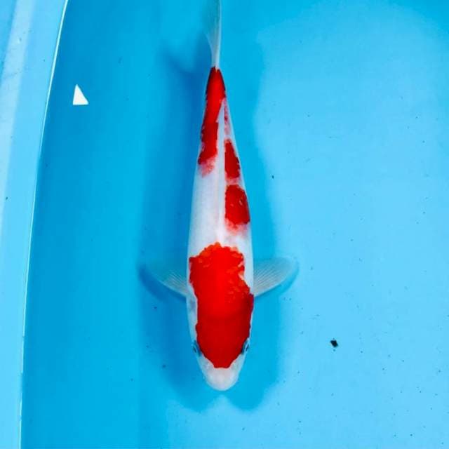 Kohaku, 28 cm