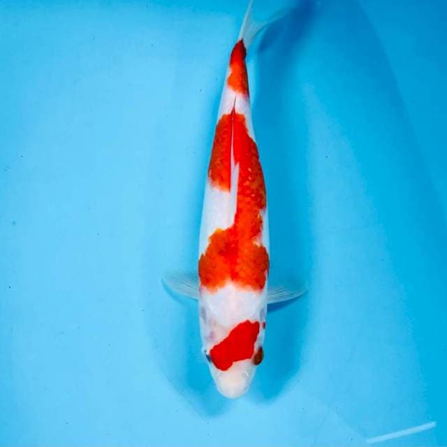 Kohaku, 27 cm