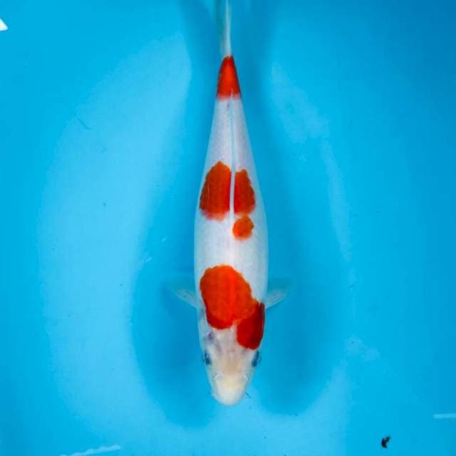 Kohaku, 27 cm