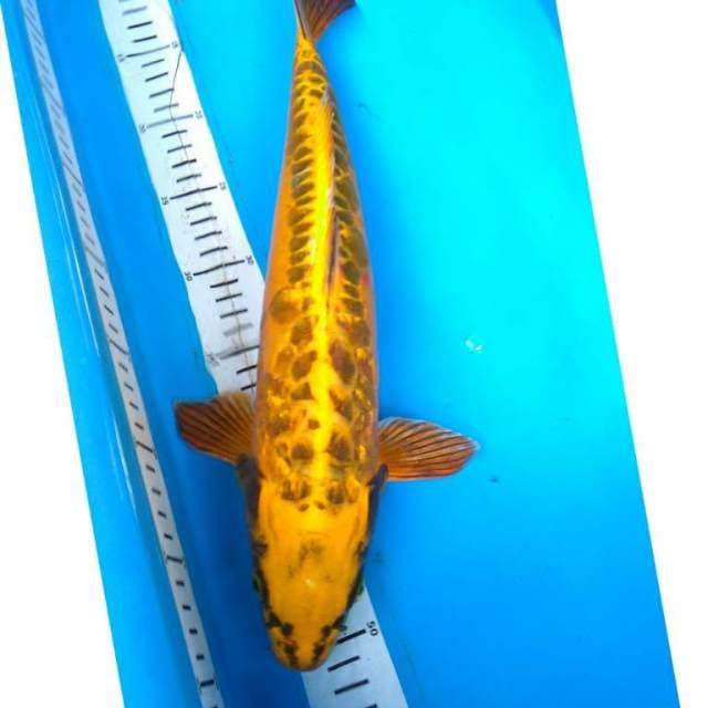 JUMBO GOLD MUKASHI ARAGOKE GiNRIN 41 cm