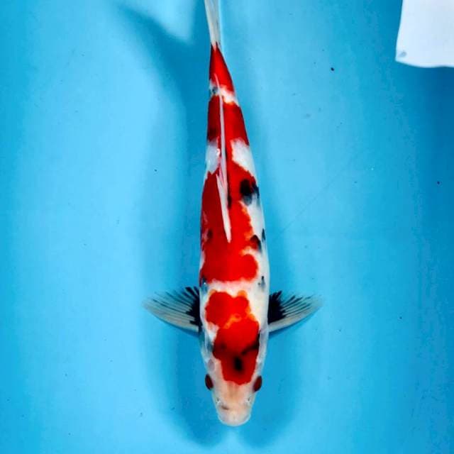 Showa, male 34 cm