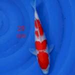 Kohaku setrong 29cm