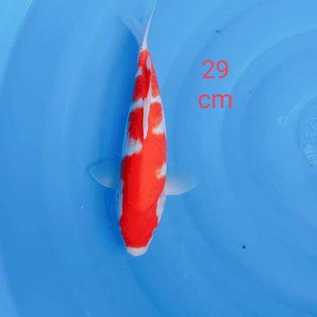 Kohaku strong 29cm