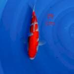 Kohaku strong 29cm