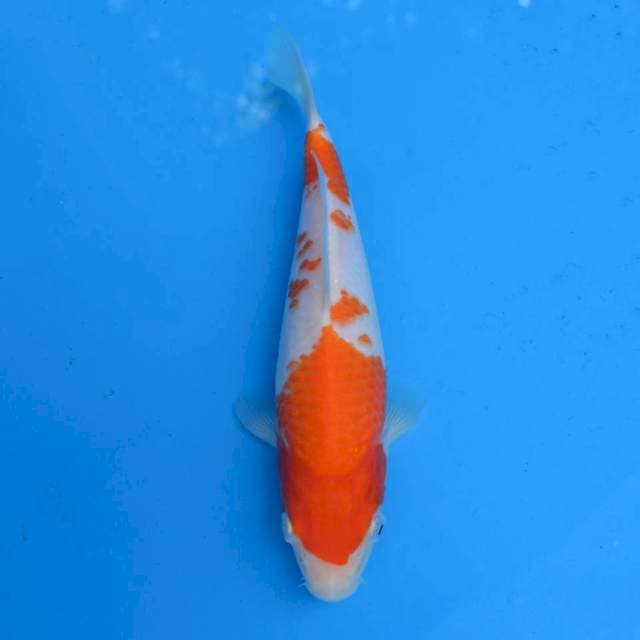 Kohaku Ori F1