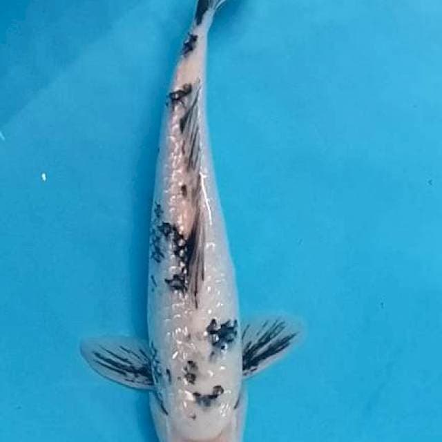 Bekko Ginrin 32cm