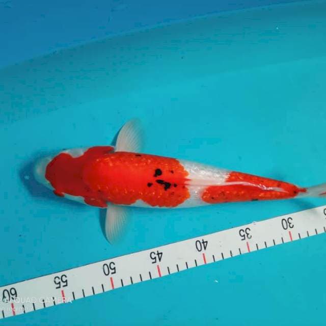 Sanke gindrin 35 cm