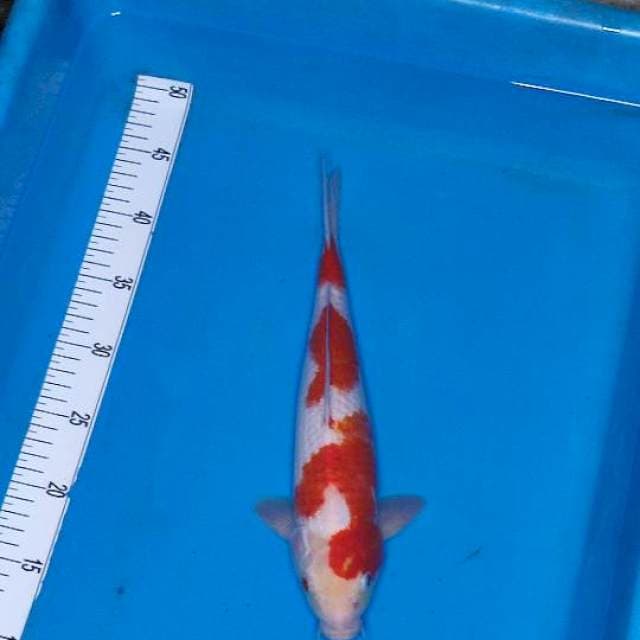 kohaku ⭐⭐⭐