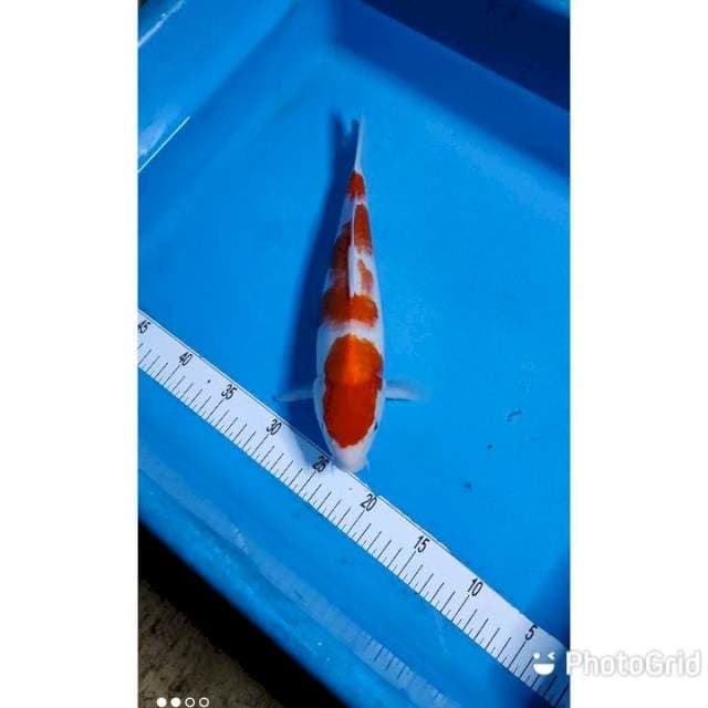 kohaku ⭐⭐⭐⭐