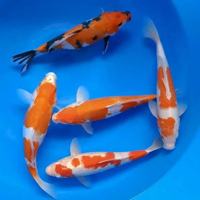Mix 5ekor 28-31cm 