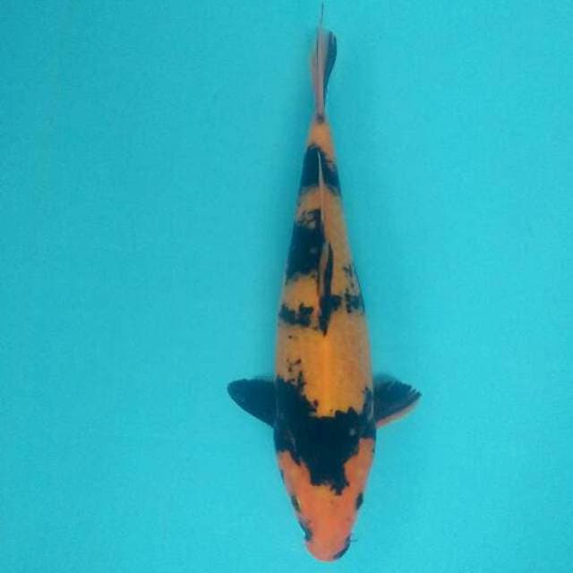 Hi utsuri