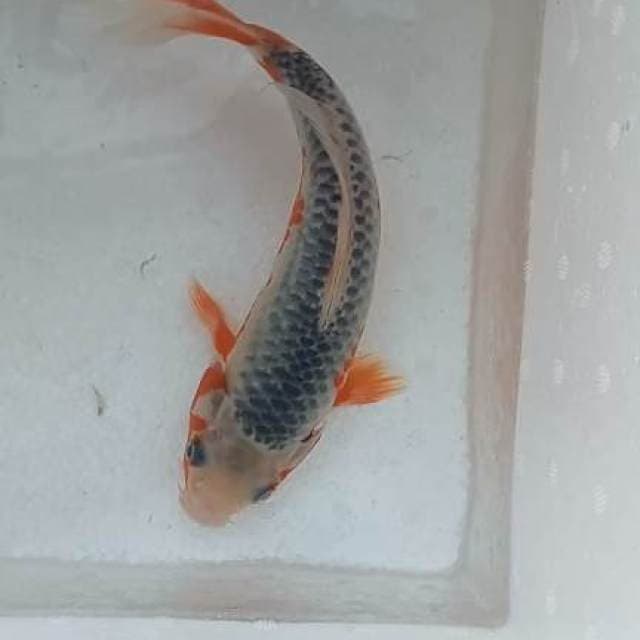 Asagi 25cm