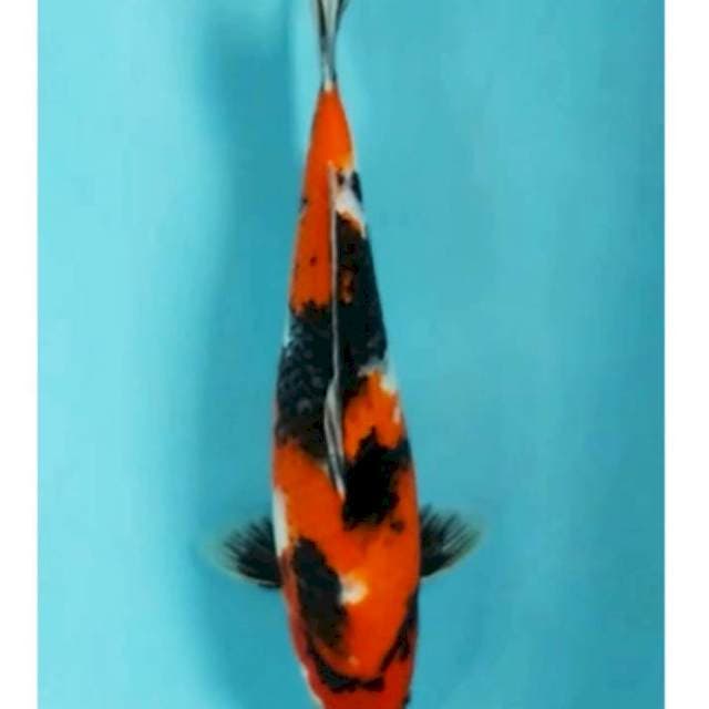~{BES}~showa 36cm