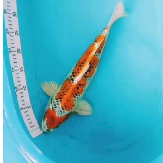 ~{BES}~lelang ulang kujaku 41cm