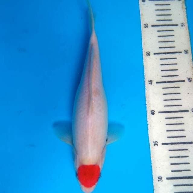Tancho showa 29cm
