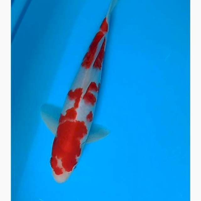 Kohaku