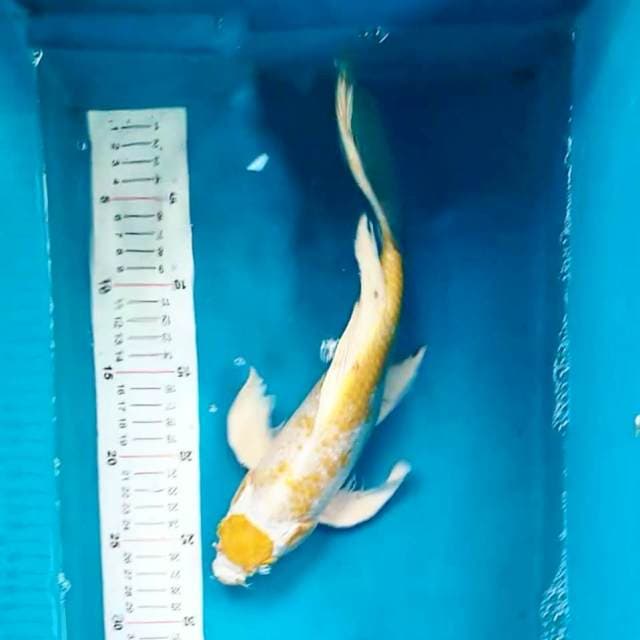 Kumpay hariwake 32 cm